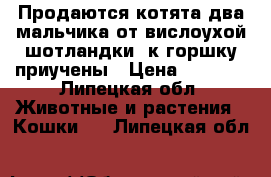 Продаются котята два мальчика от вислоухой шотландки, к горшку приучены › Цена ­ 2 000 - Липецкая обл. Животные и растения » Кошки   . Липецкая обл.